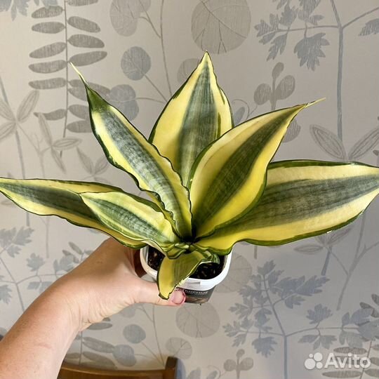 Сансевиерия асахи