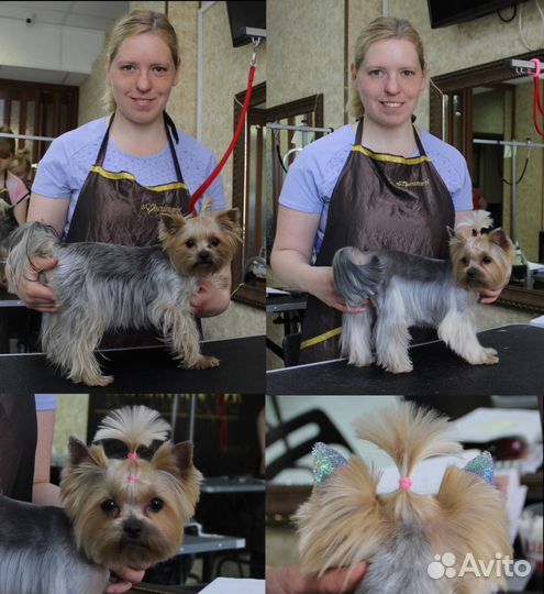 Груминг стрижка собак