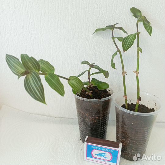 Цветы комнатные