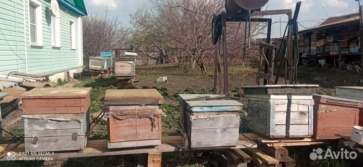 Пчелы в улье с пасеки