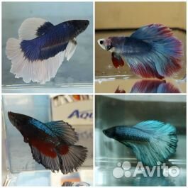 Бойцовая рыбка. Петушок самец