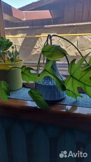 Комнатные растения