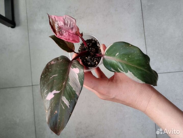 Филодендрон карамель марбл вар