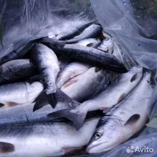 Кета осенняя