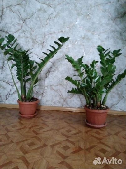 Папоротники,кротоны замиокулькусы,денежное дерево