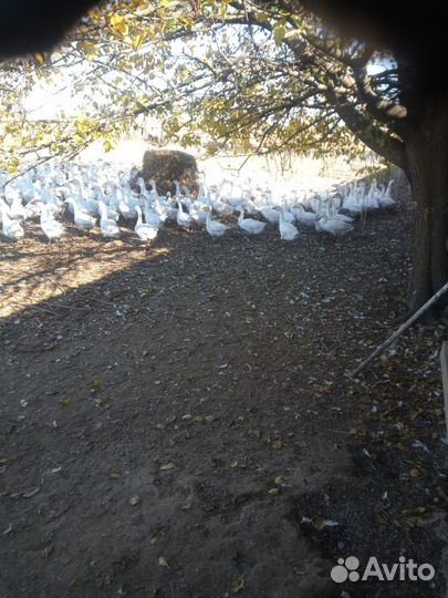 Продаются гуси