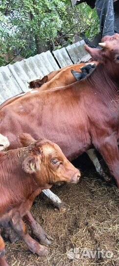 Бычки сименталы абердины