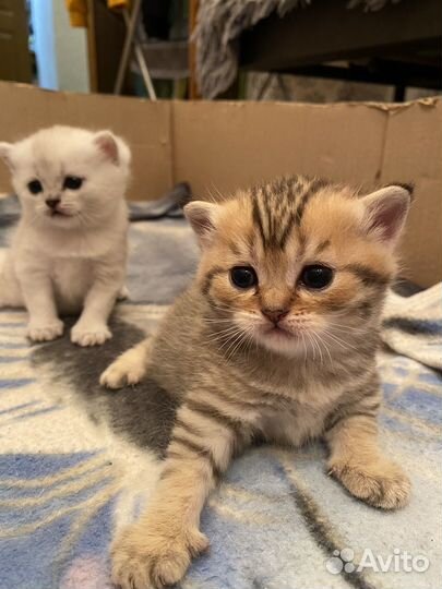 Шотландские котята