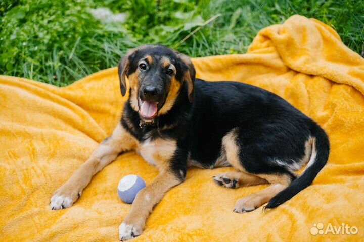 Собака в добрые руки