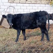 Абердин Ангус