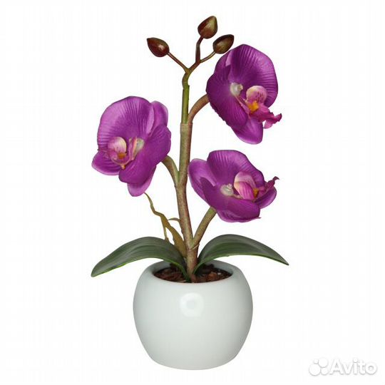 Ночник новый