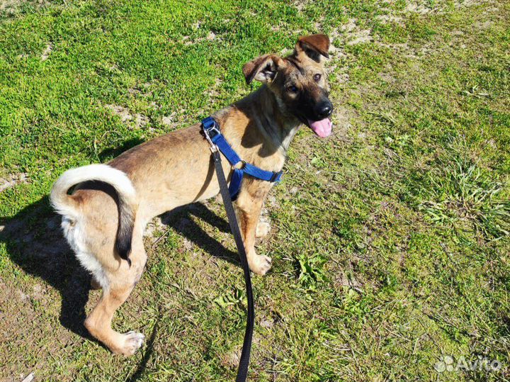 Пёс подросток лишается дома