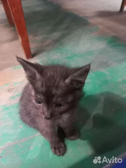 Котёнок мальчик