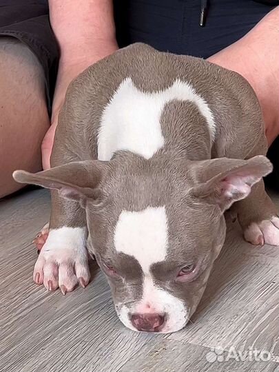 Девочка Булли 100 микро