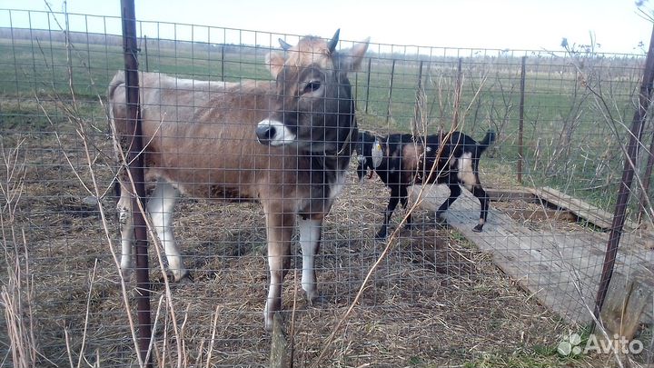 Продаются телки
