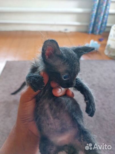 Донской сфинкс кошка