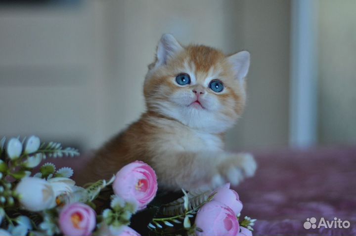 Мальчик Золотой Британей