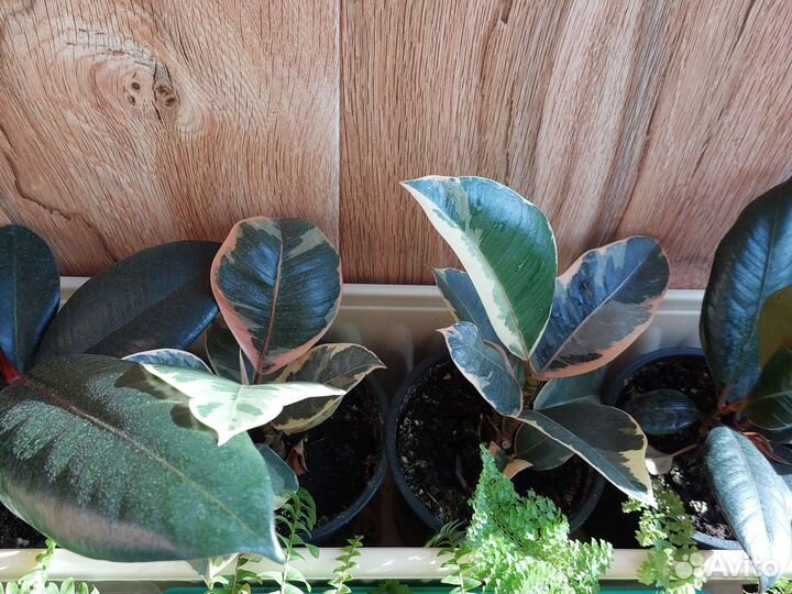 Фикус, агава, замиакулькас