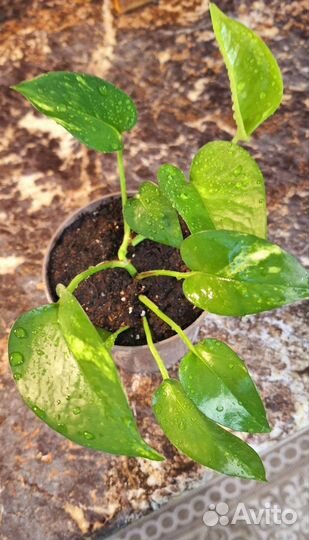 Эпипремнум