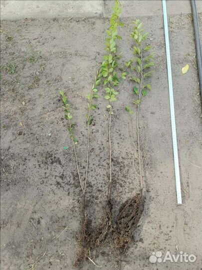 Кизильник блестящий. Живая изгородь