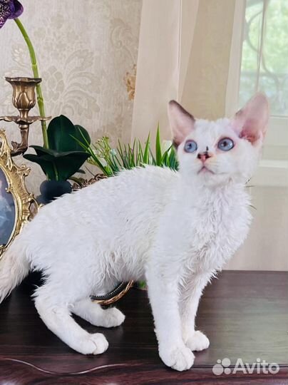 Голубоглазая лиловая девочка