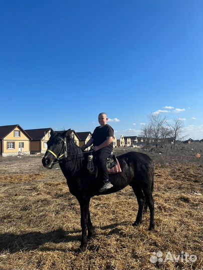 Конные прогулки / Прогулки на лошади
