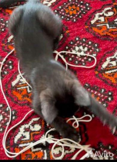 Метис Бомбейской черной кошки