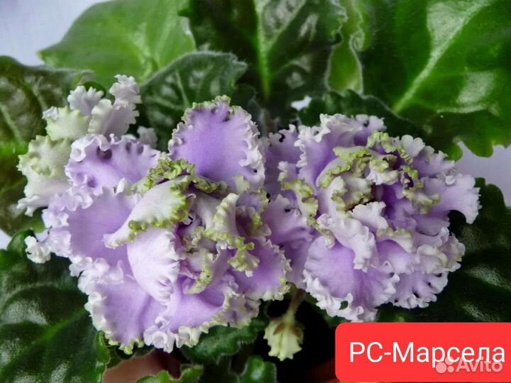 Сортовые фиалки