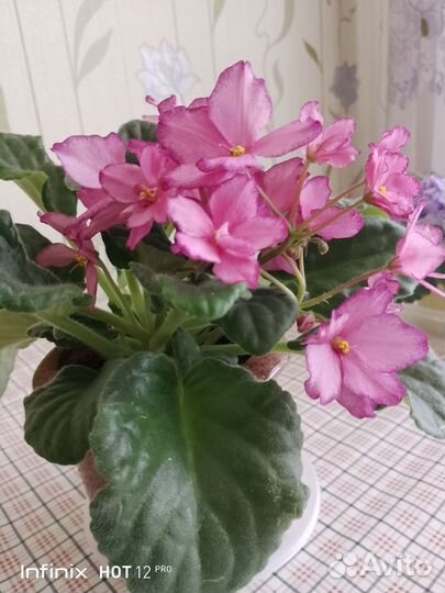 Сортовые фиалки