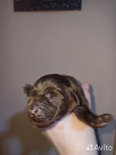 Щенки лабрадора шоколадные