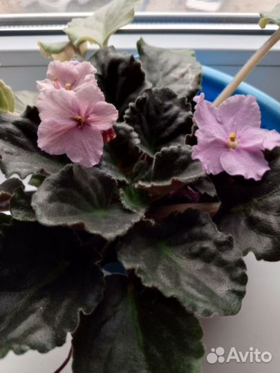 Сортовые фиалки