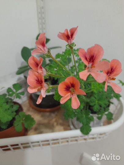 Пеларгония герань