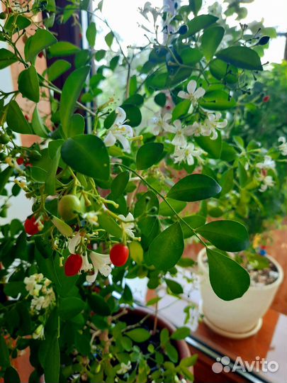 Муррайя метельчатая