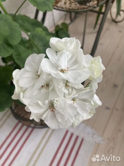 Пеларгония герань белая