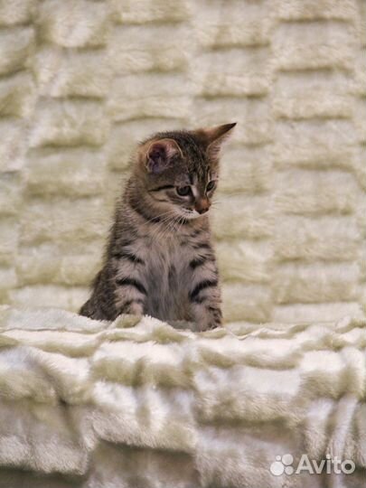 Представляем вашему вниманию чудесную Тессу