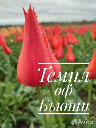 Луковицы тюльпанов