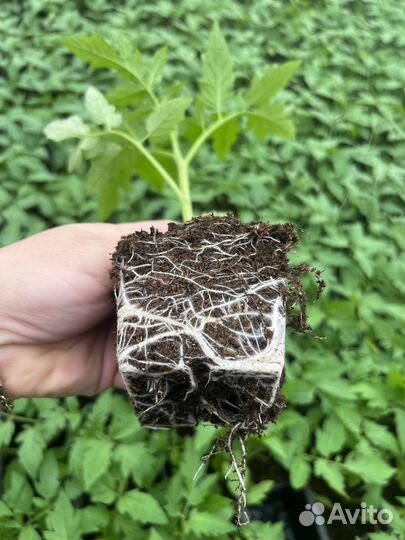 Рассада помидор