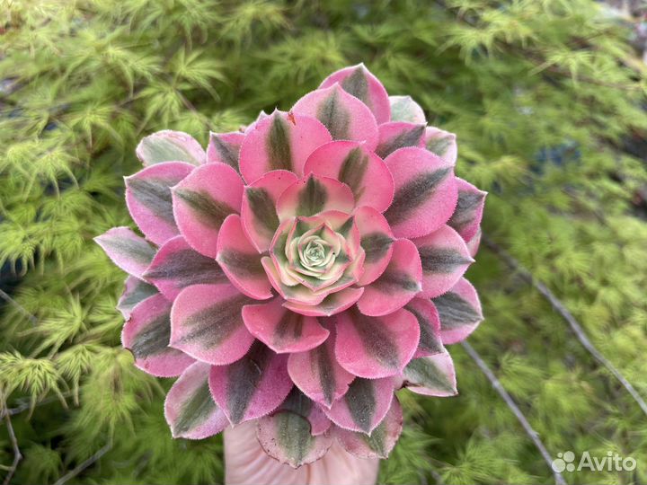 Эониумы вариегатные