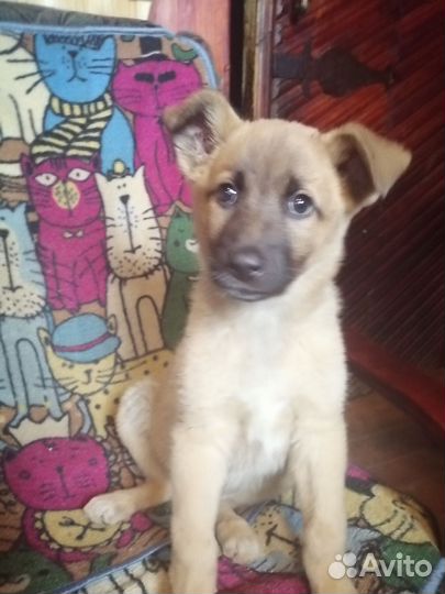 Бельгийская овчарка, щенок