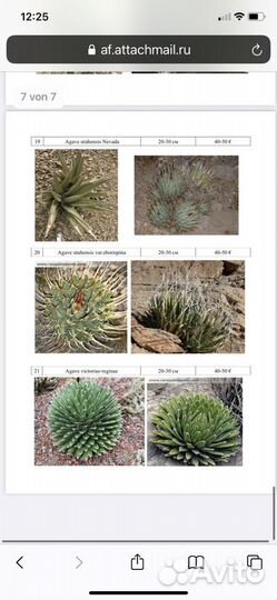 Агавы, пальмы, юкки бамбук и другие растения для о