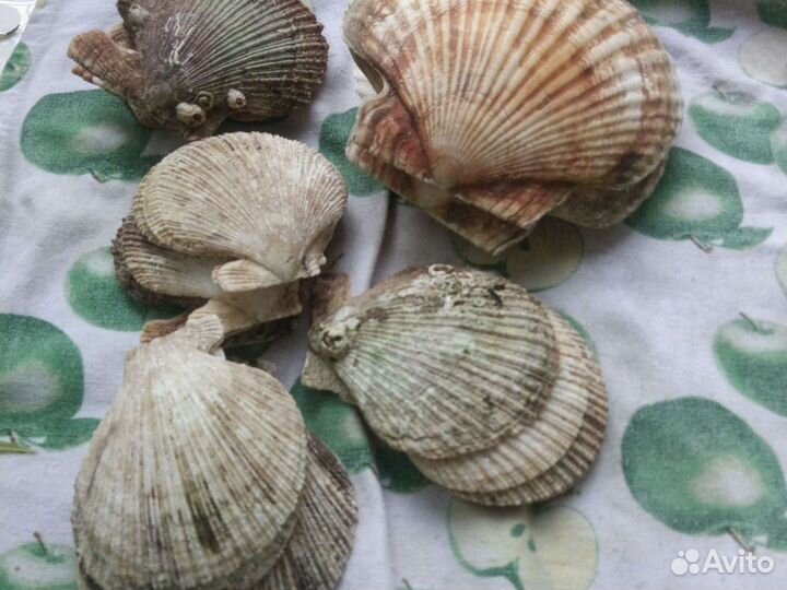 Раковины, морские гребешки