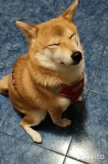 Гостиница для собак