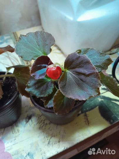 Бегония вечноцветущая