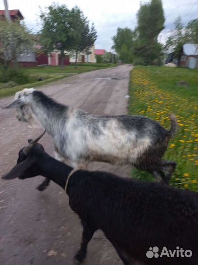 Козел на покрытие