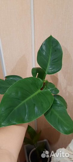 Комнатные растения