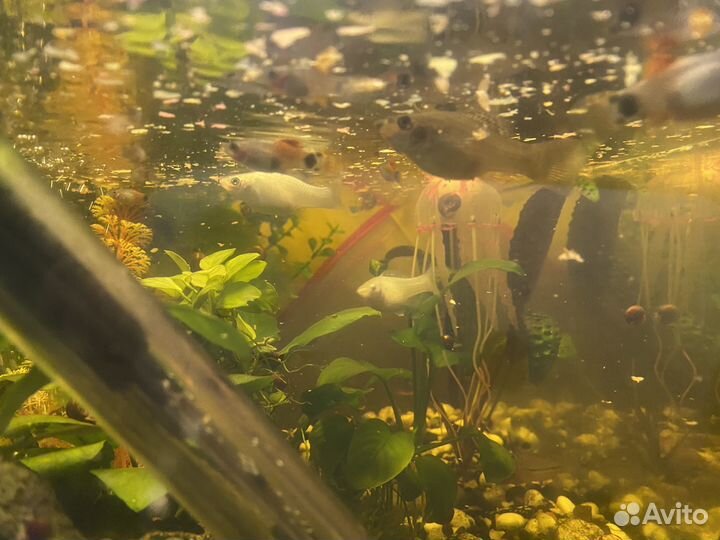 Аквариумные рыбки отдам бесплатно