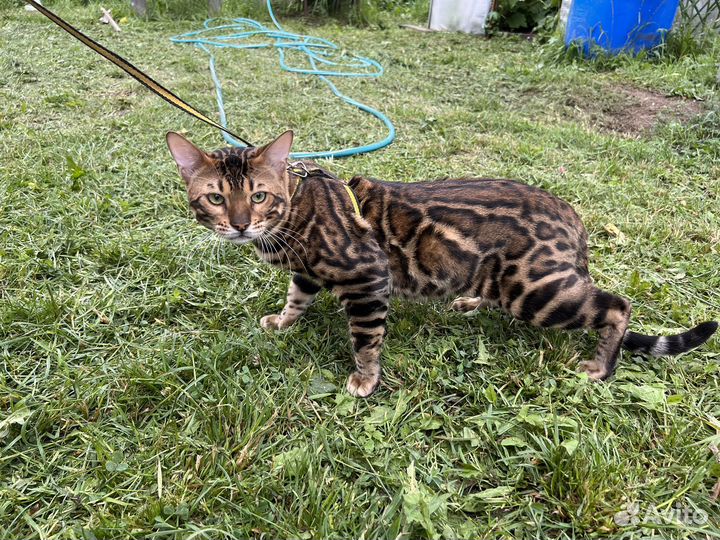 Бенгальский кот вязка