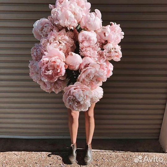 Пионы 11 15 25 51 101 Пион