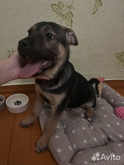 Щенок в добрые руки бесплатно