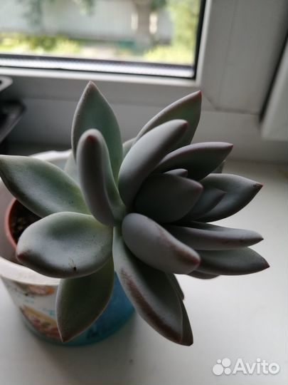 Суккулент пахиверия